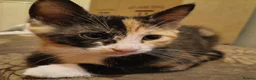 Domestic Shorthair cats for sale: 5 beautiful lovely kittens 🐾🐾 in Boston - Advert 6