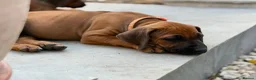 Rhodesian Ridgeback dogs for sale: * 2 Chunky Girls with Black Masks Available *  - Advert 8