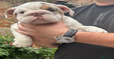 English Bulldog dogs - Advert 8