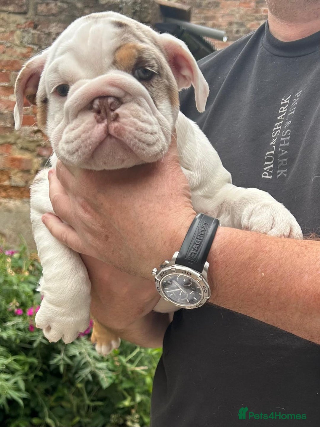 English Bulldog dogs for sale: Here come the Girls - Image 15