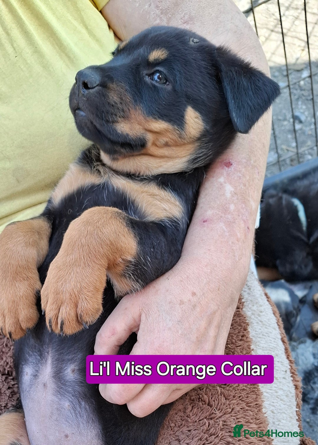 Rottweiler dogs for sale: Stunning Litter Of Shepweiler X Mastiff Pups - Image 8