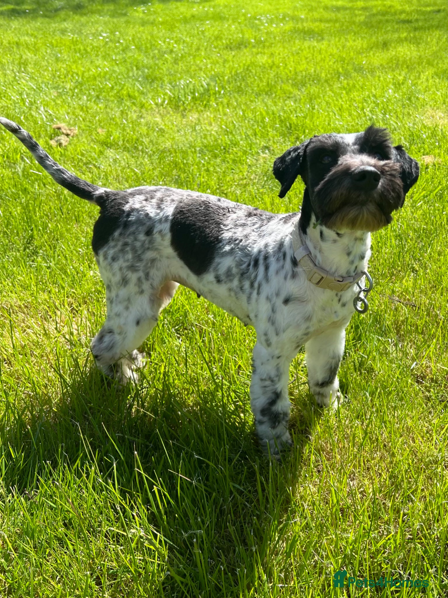 Miniature Schnauzer dogs KC reg Minuature Schnauzer - Advert 7