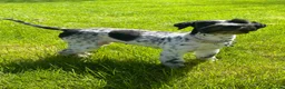 Miniature Schnauzer dogs for sale: KC reg Minuature Schnauzer - Advert 1