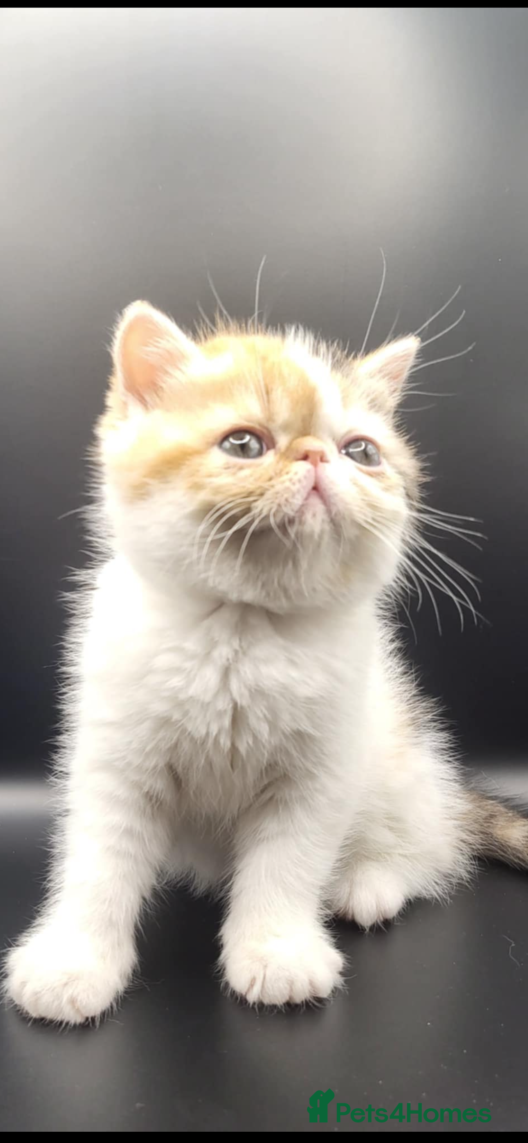 Exotic cats for sale: Exotic kittens  - Advert 11