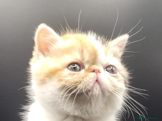 Exotic cats Exotic kittens - Advert 18