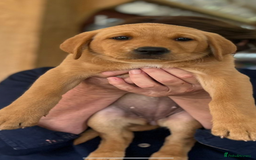 Labrador Retriever dogs for sale: Female fox Red Labrador  puppy  - Image 3