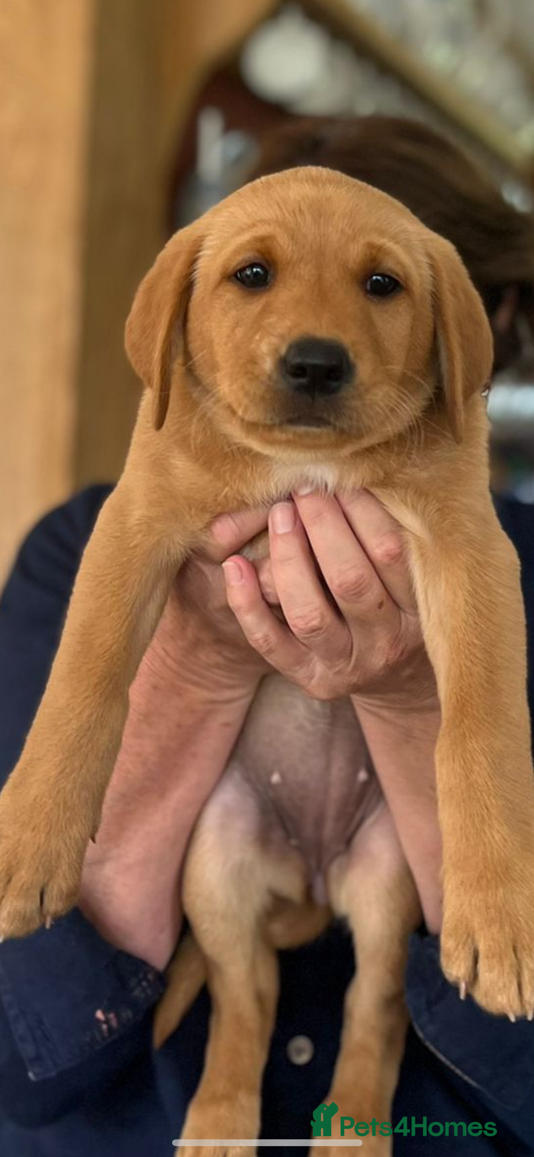 Labrador Retriever dogs for sale: Female fox Red Labrador  puppy  - Image 3