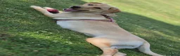 Golden Retriever dogs for sale: Golden retriever girl - Advert 5