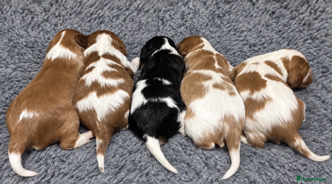 Cavalier King Charles Spaniel dogs for sale: Beautiful KC Reg and Health tested Cavalier Pups - Advert 10
