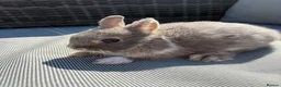 Netherland Dwarf rabbits for sale: Two Male pure breed Netherland dwarfs for sale  - Advert 2