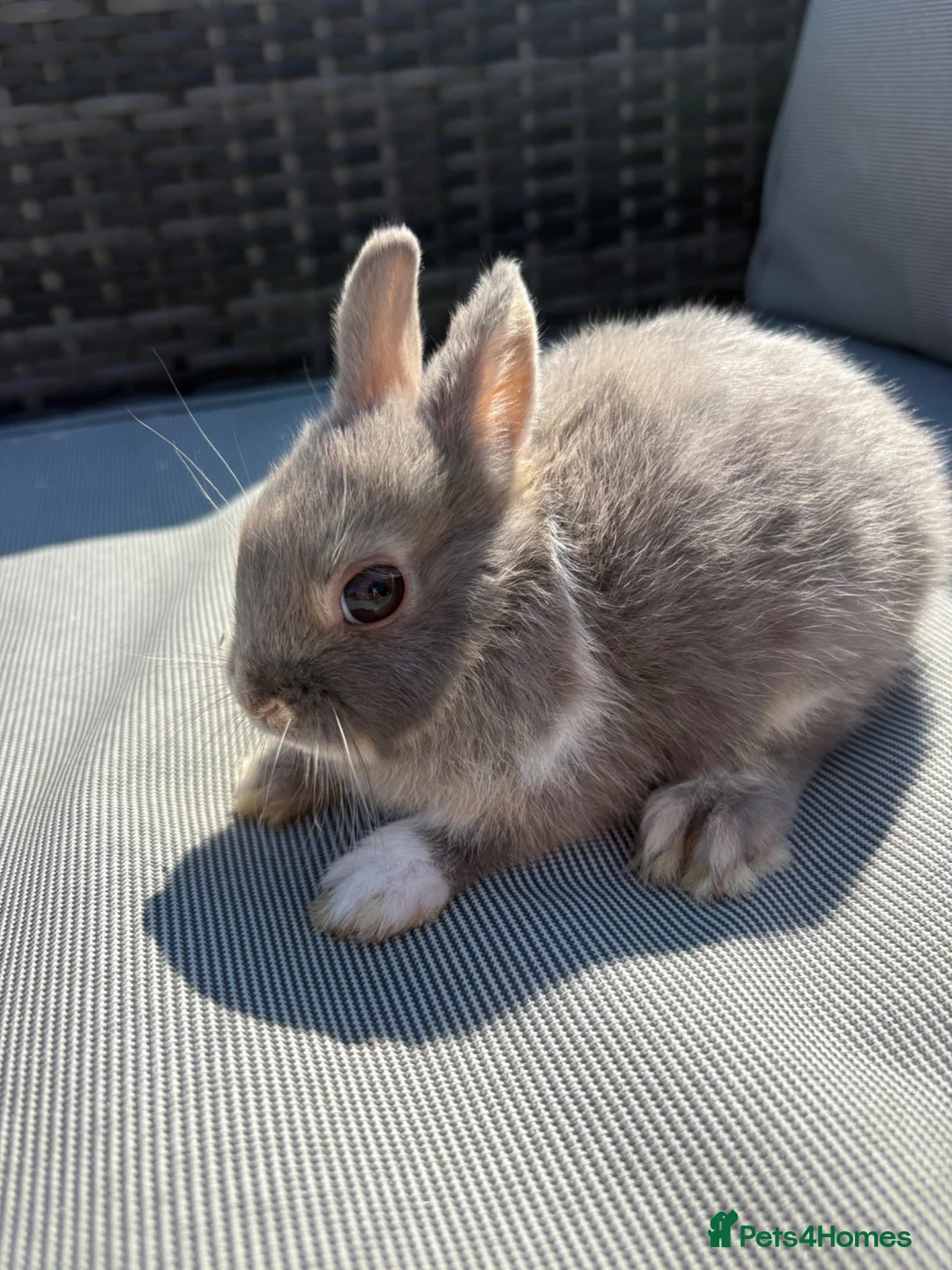 Netherland Dwarf rabbits for sale: Two Male pure breed Netherland dwarfs for sale  - Advert 2