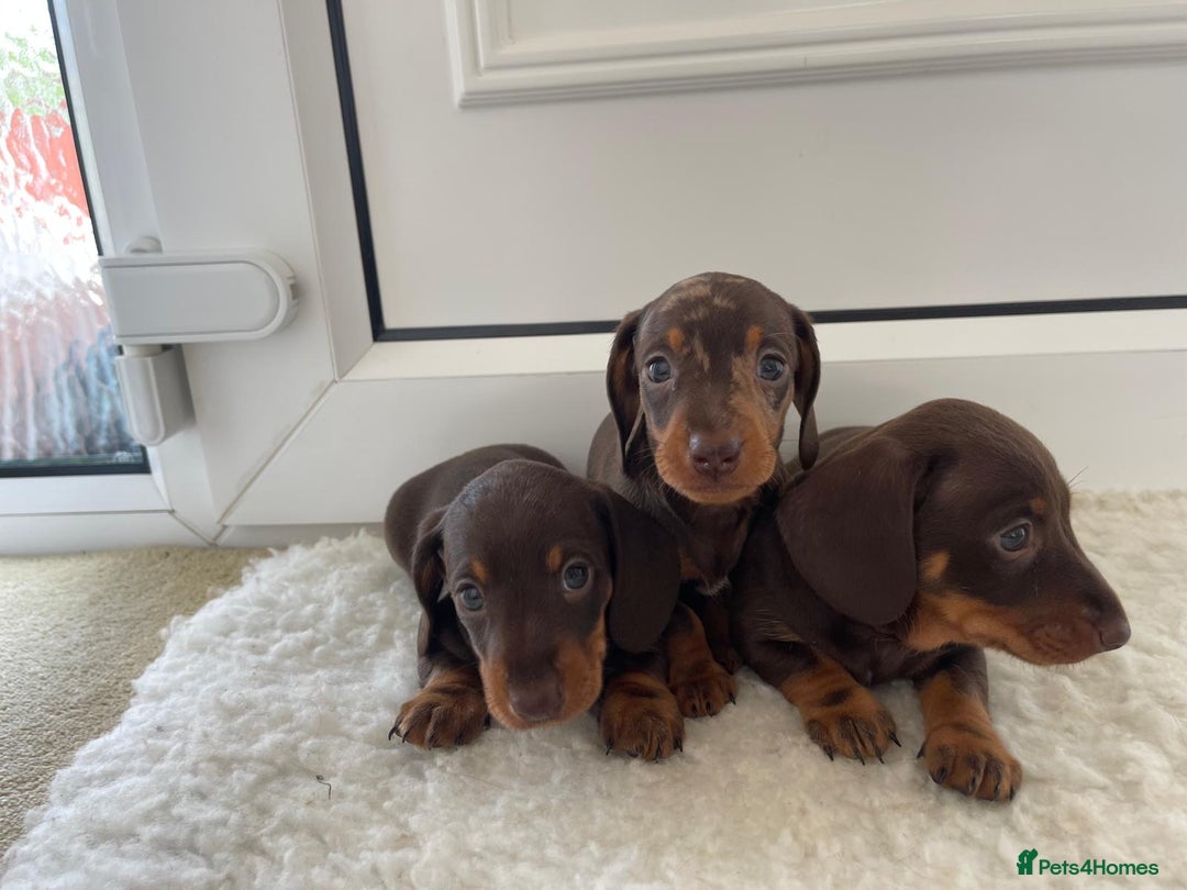 Miniature Dachshund dogs for sale: Miniature dachshund - Image 16