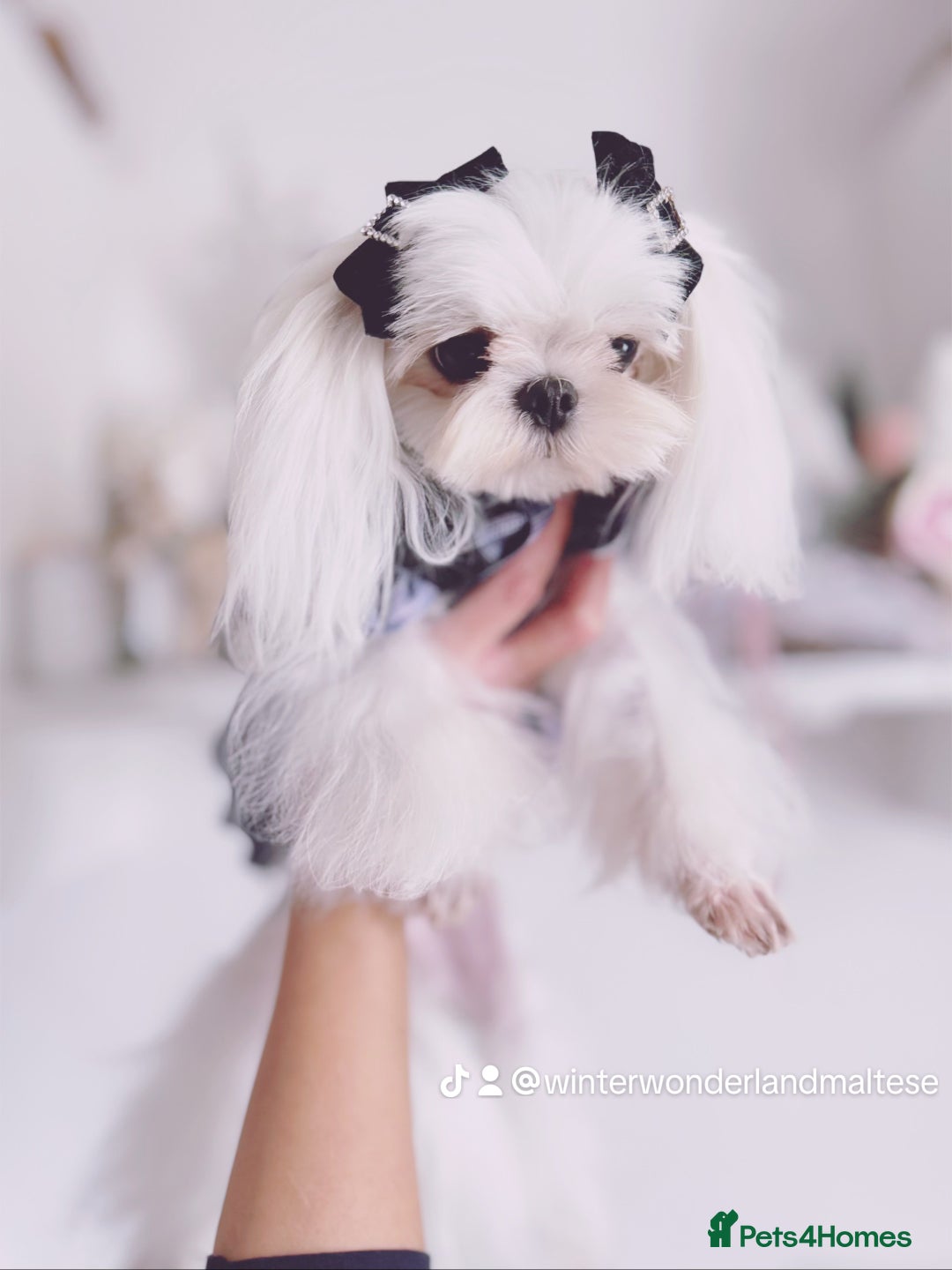 Maltese dogs for sale: 💙Gorgeous Tiny Full Korean Boy KC Reg💙 - Advert 7