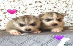 Siberian Husky dogs for sale: Beautiful KC registered Siberian puppies  - Image 11