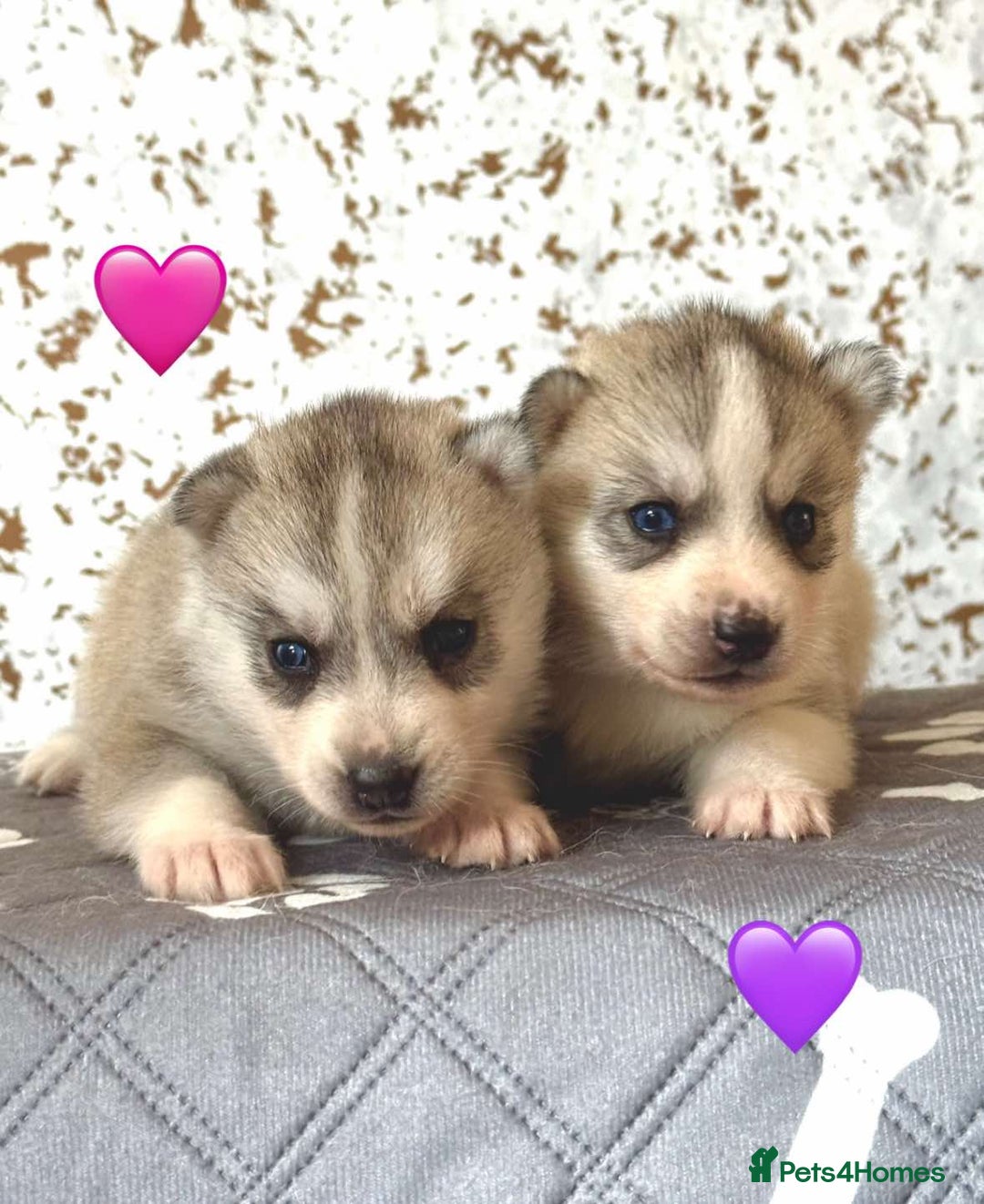 Siberian Husky dogs for sale: Beautiful KC registered Siberian puppies  - Image 11