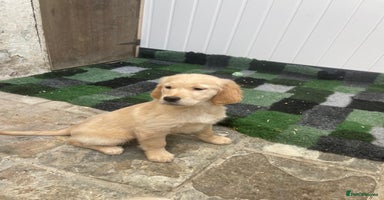 Golden Retriever dogs - Advert 9