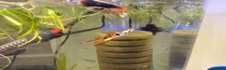 Live Bearers fish for sale: Endler Fry - Advert 3