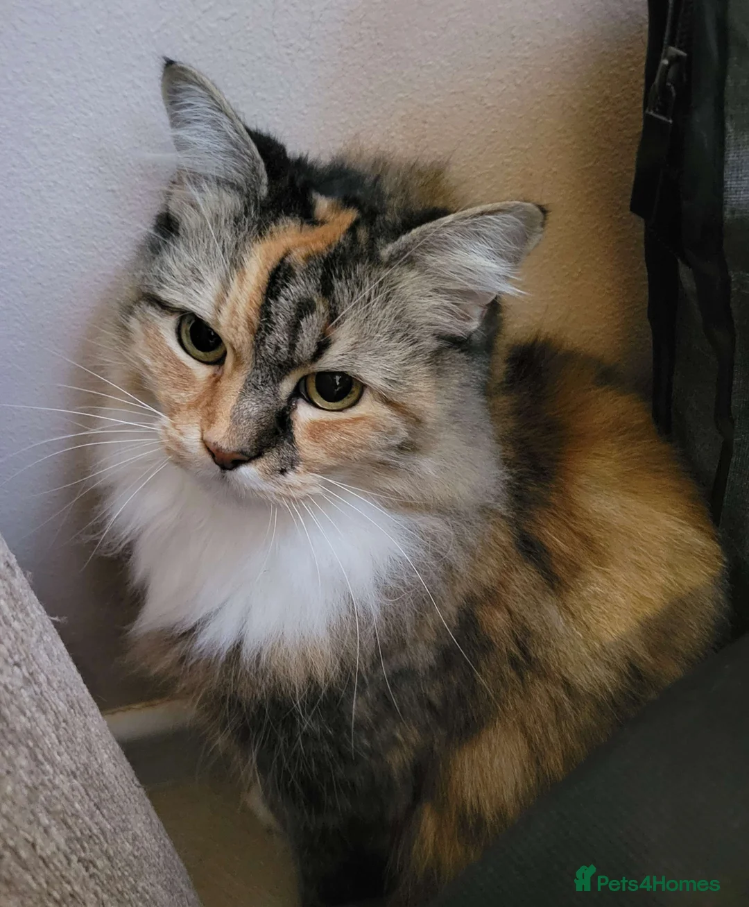 Domestic Shorthair cats for adoption: ADOPTION - Mango - Advert 3