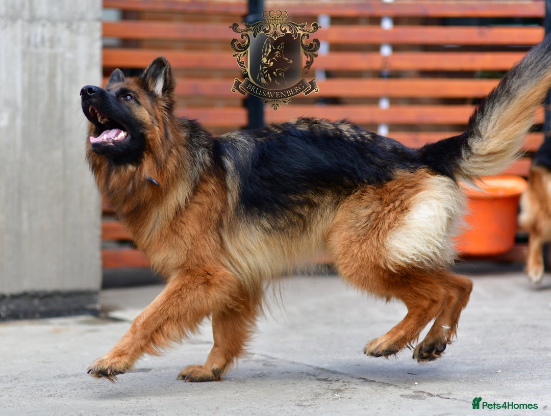 German Shepherd dogs for sale: TWO ADULT LONGHAIRED GSD FEMALES  - Image 8