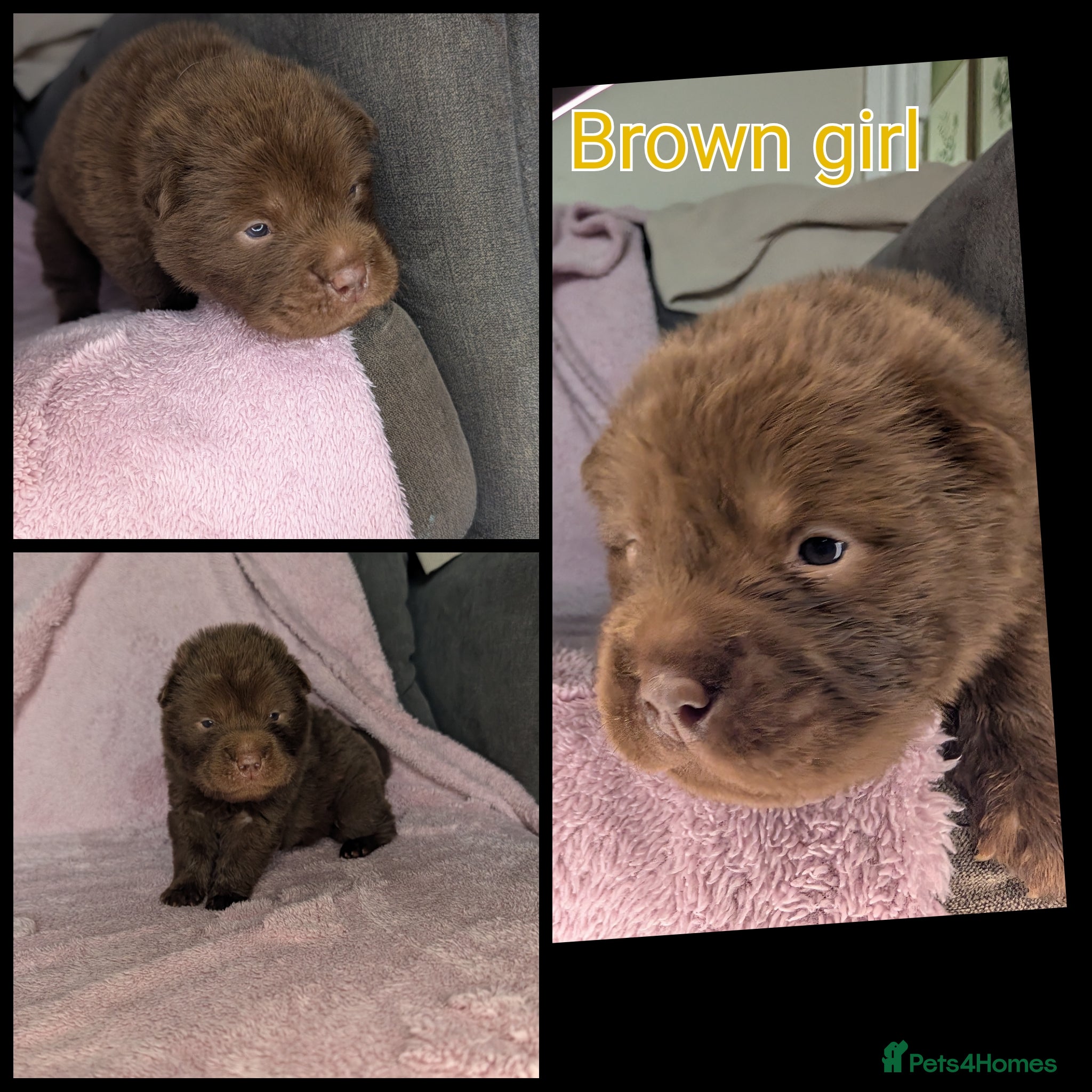 Shar Pei dogs 4  bearcoat shar pei puppies available  - Advert 1