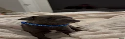 Staffordshire Bull Terrier dogs for sale: Blue✨CHAMPION✨ Staffordshire Bull Terrier Puppy’s  - Advert 12