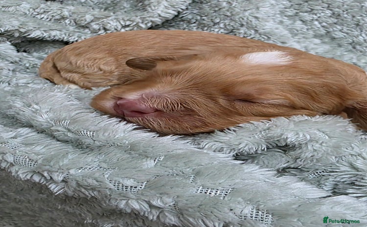 Cockapoo dogs - Advert 7