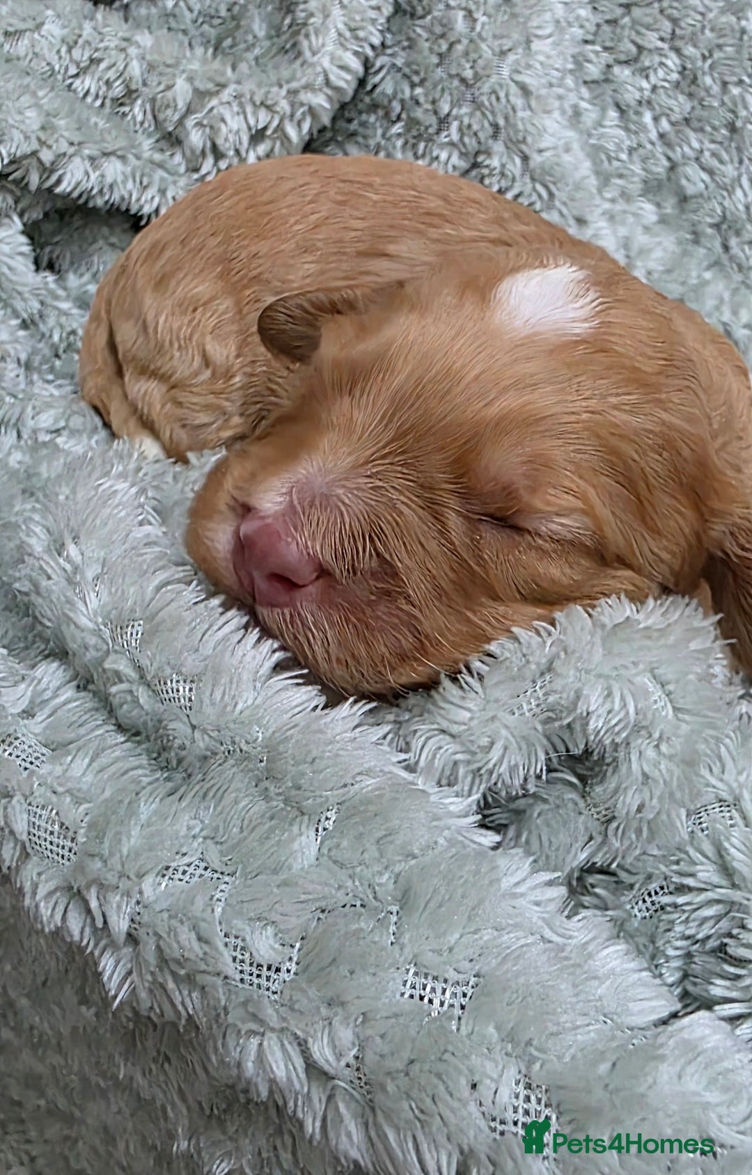 Cockapoo dogs for sale: Gorgous Cockerpoo Puppies - Image 1