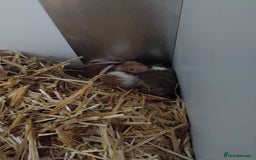 Mouse rodents for sale: Fancy mice , gorgeous colours - Image 6