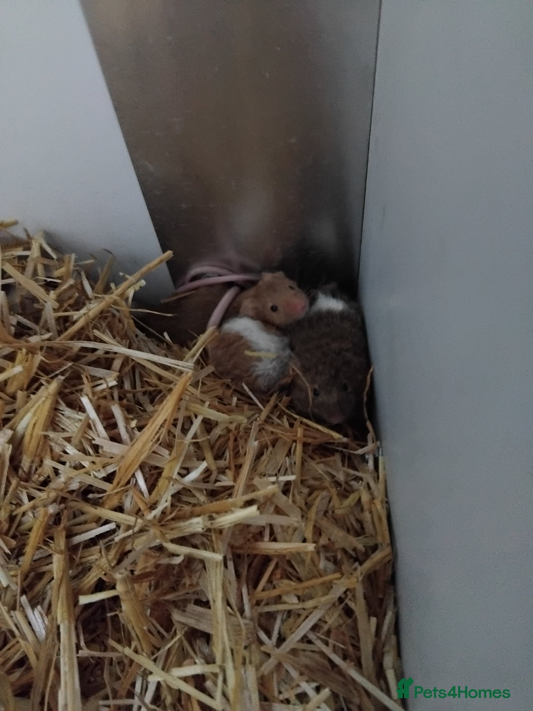 Mouse rodents for sale: Fancy mice , gorgeous colours - Image 6