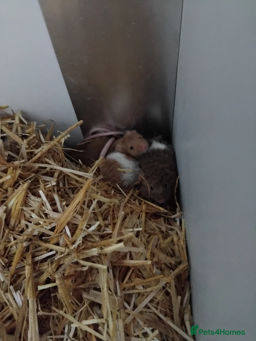 Mouse rodents for sale: Fancy mice , gorgeous colours - Advert 6