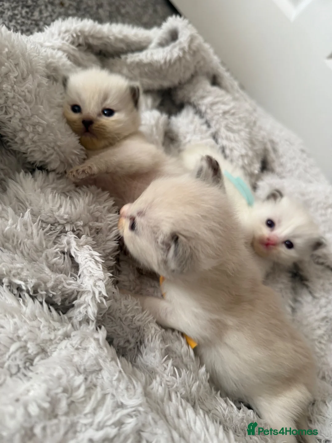 Ragamese cats for sale: Kitten one girl remaining Ragamese - Advert 7