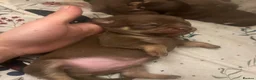 Chihuahua dogs for sale: 4 stunning chihuahua puppies  - Advert 3