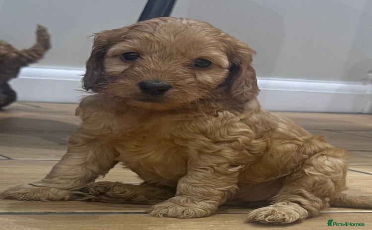 Cockapoo dogs - Advert 2