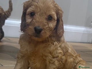 Cockapoo dogs - Advert 27