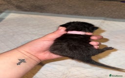 Bengal cats for sale: 10 Beautiful Bengal Kittens - Image 11