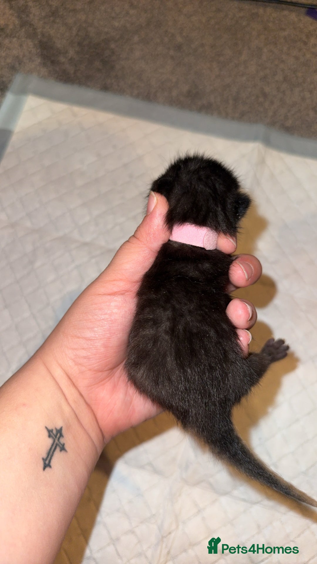 Bengal cats for sale: 10 Beautiful Bengal Kittens - Image 11