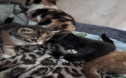 Bengal cats for sale: Beautifull kittens for sale - Image 18