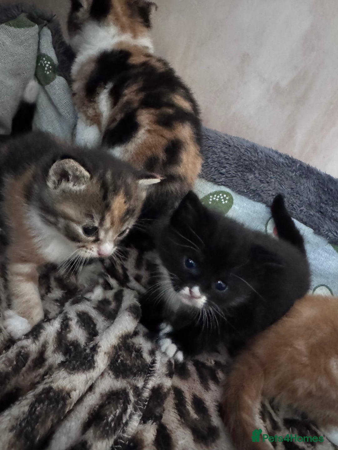 Bengal cats for sale: Beautifull kittens for sale - Image 18