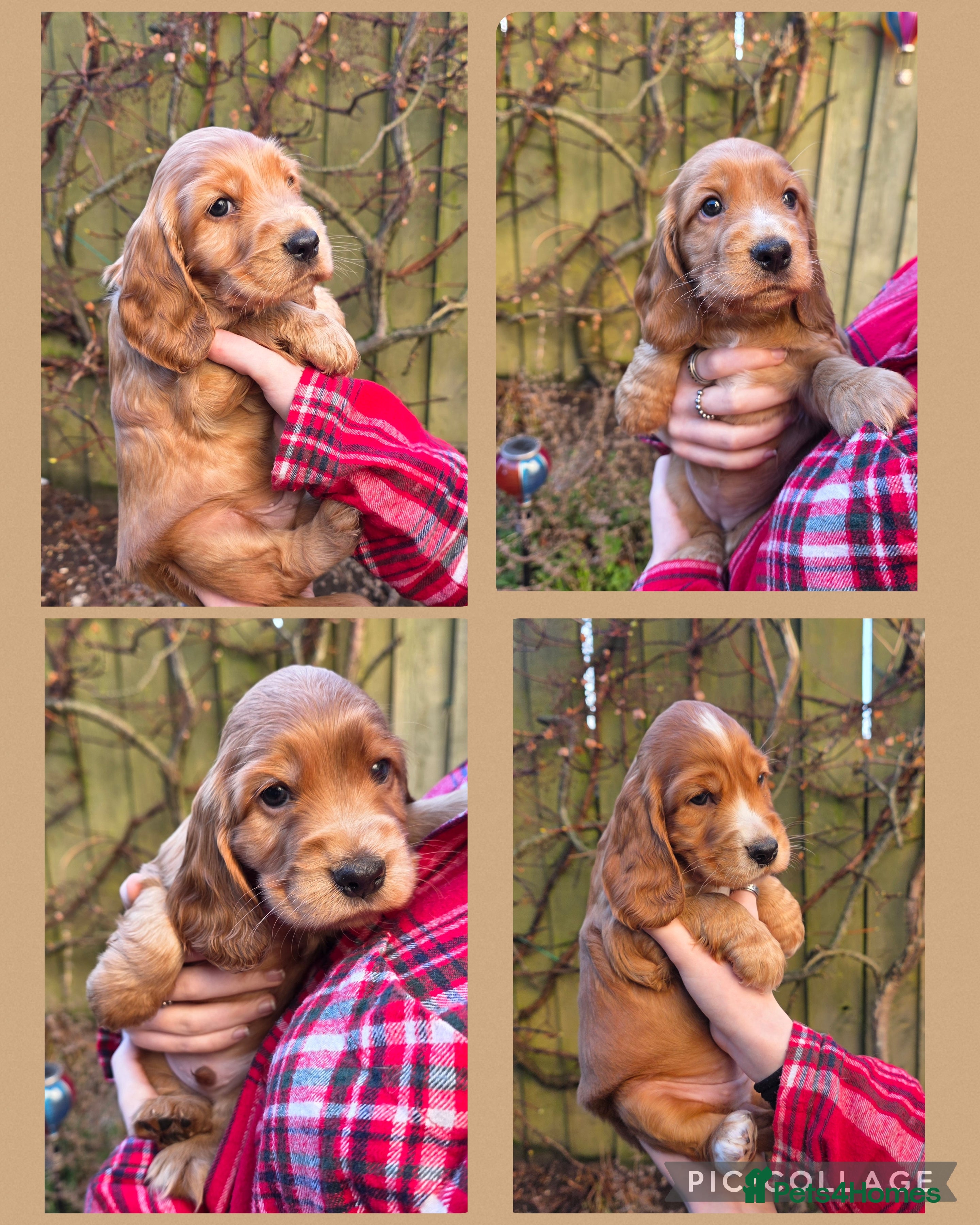 Cocker Spaniel dogs Beautiful heath tested KC Show Cocker Spaniel Pups - Advert 16