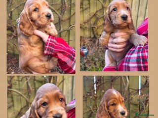 Cocker Spaniel dogs Beautiful heath tested KC Show Cocker Spaniel Pups - Advert 16