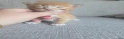 Mixed Breed cats for sale: 3 ginger kittens - Advert 4