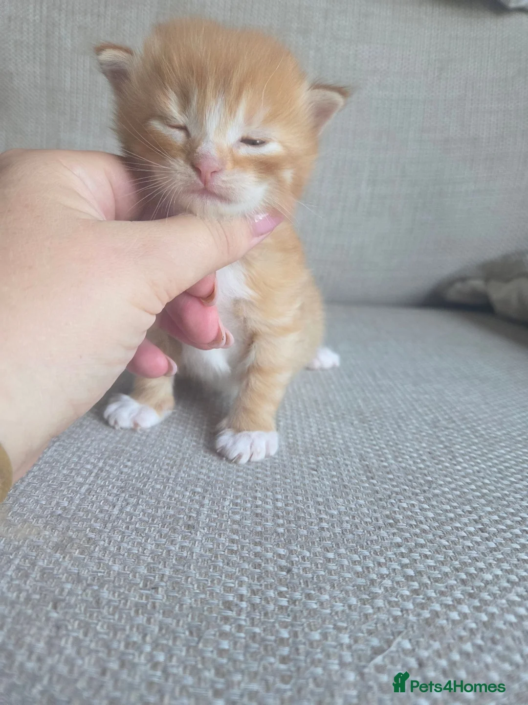 Mixed Breed cats for sale: 3 ginger kittens - Advert 4