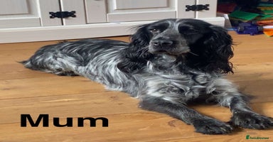 Cocker Spaniel dogs - Advert 3
