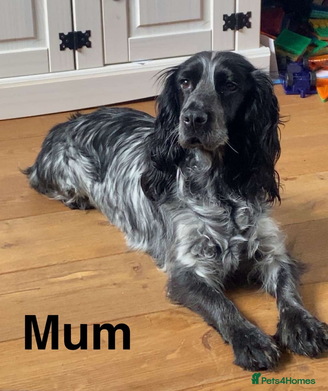 Cocker Spaniel dogs for sale: Cocker spaniel puppies for sale  - Image 2