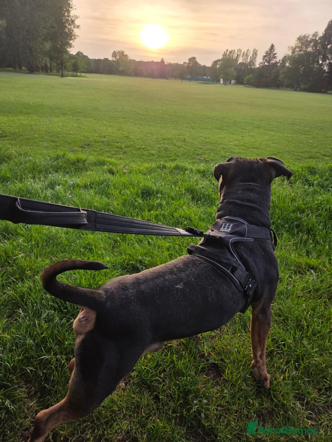 American Bully dogs for sale: Creed (American Bully) in Rowland's Castle - Advert 2