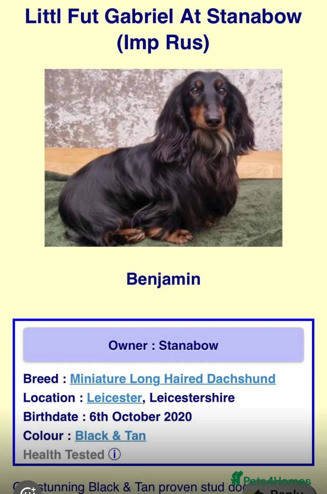 Miniature Dachshund dogs for sale: Miniature dachshund  in Newbury - Advert 2