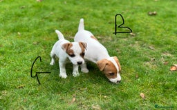 Jack Russell dogs for sale: Jack Russel puppies for sale  - Image 2