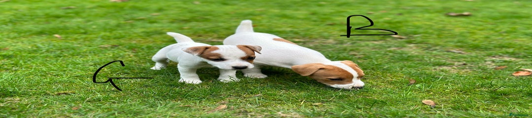 Jack Russell Puppy 4
