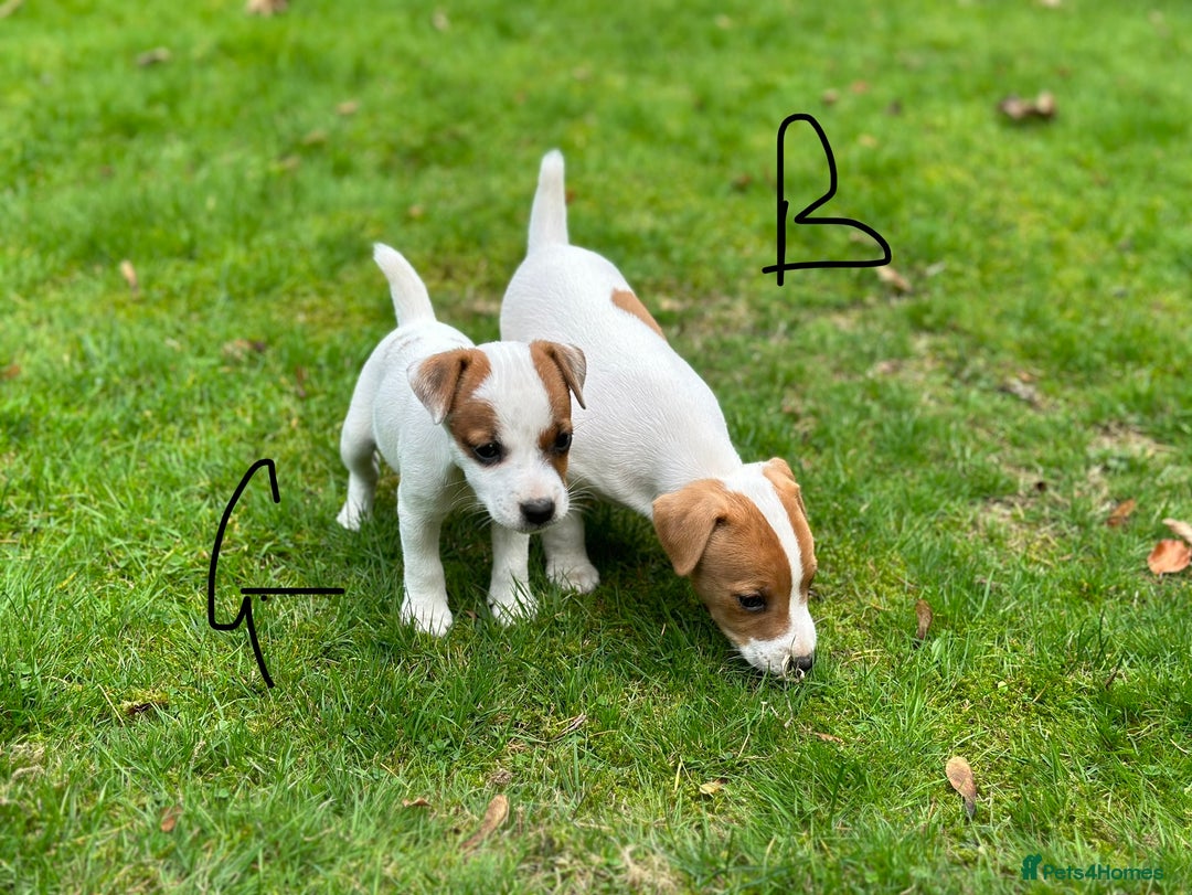 Jack Russell dogs for sale: Jack Russel puppies for sale  - Image 2
