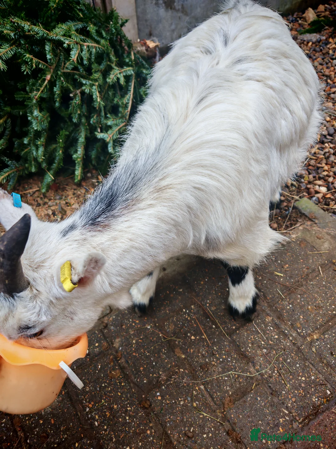 Goats livestock for sale: Pygmy goats  - Advert 2